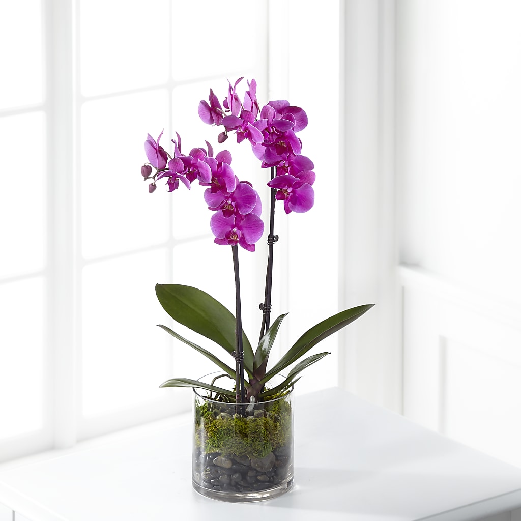 Pink Orchid Plant – LARRY FLORAL & GIFTS, Petersburg VA
